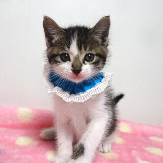 なれなれ♪可愛いキジ白★アポロくん 1ヵ月半