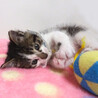 なれなれ♪可愛いキジ白★アポロくん 1ヵ月半 サムネイル2
