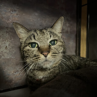 人馴れ抜群☆ちなつちゃん