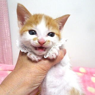 なれなれ♪可愛い茶白★ちゃたまくん 1ヵ月半