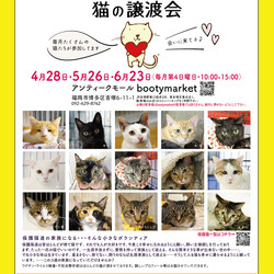 Bootymarket × [sakuraneko] 猫の譲渡会
