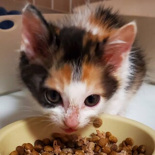 6/19有り難うございます、譲渡決定です。