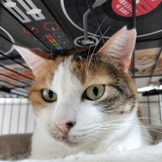 美しい三毛猫、ゆかりちゃん！