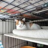 美しい三毛猫、ゆかりちゃん！ サムネイル2