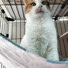 美しい三毛猫、ゆかりちゃん！ サムネイル3