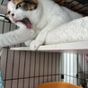 美しい三毛猫、ゆかりちゃん！ サムネイル4