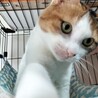 美しい三毛猫、ゆかりちゃん！ サムネイル5
