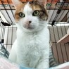 美しい三毛猫、ゆかりちゃん！ サムネイル6