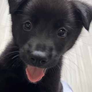 お膝に飛んで来るベタ慣れ子グマの様な２ヶ月の男の子