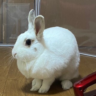 3歳 ミニウサギ
