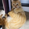 ぬいぐるみの最弱王のレムくん サムネイル2