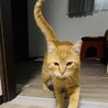 ぬいぐるみの最弱王のレムくん サムネイル4