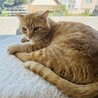 ぬいぐるみの最弱王のレムくん サムネイル5