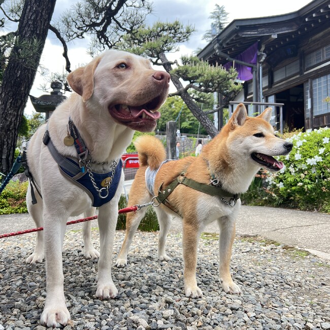 シエラままのカバー写真