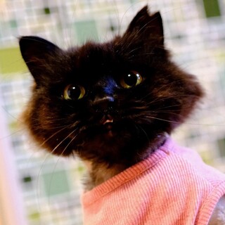 カラマリ♡家族ができました