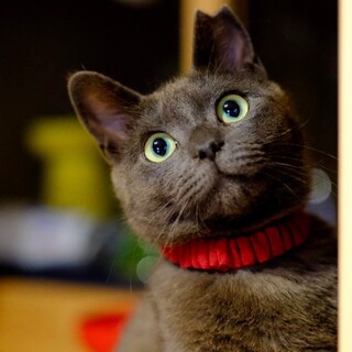 帷♡家族ができました