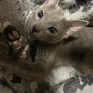 生後半年の子猫ちゃん