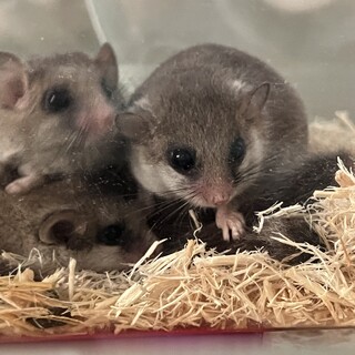 アフリカヤマネ♀４