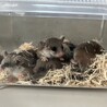 アフリカヤマネ♀４ サムネイル3
