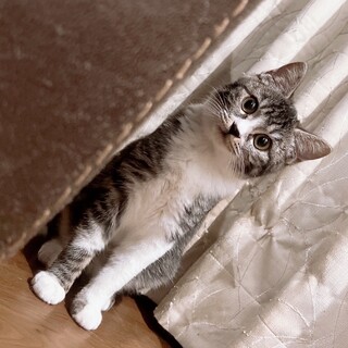 ビビちゃん　サバ白、メス