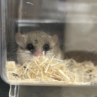 アフリカヤマネ♂１