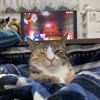 人懐こい三毛猫