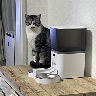 男前なサバ白ハチワレ