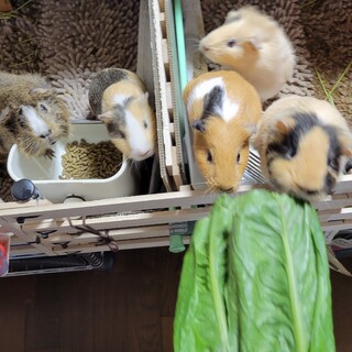 テデイ、アビシニアンモルモット家族4匹