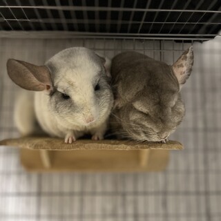 ※ご応募ありがとうございました　チンチラの親子♂