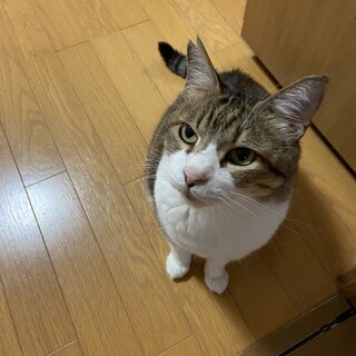 癒し系カップル　キジ白とグレー