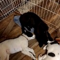 中型ミックス犬の子犬の里親募集中