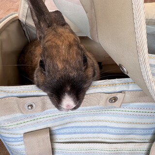 保護うさぎ・佐渡っこぽぉちゃん（メス）