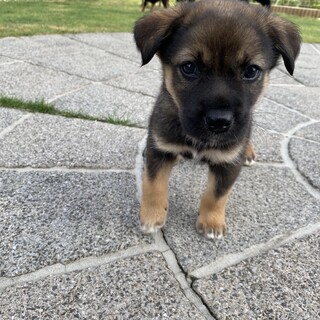 おっとりした女の子　ジーナちゃん