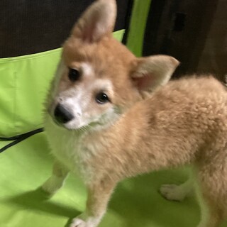 保健所からレスキュー！　柴犬の子そっくりコマ君！