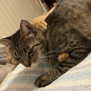 キジトラ メス 3歳 去勢済み