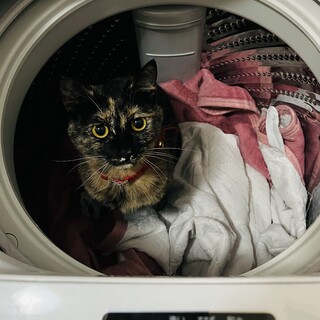 サビ柄 メス 3歳 去勢済み