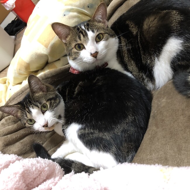 hotarurのカバー写真