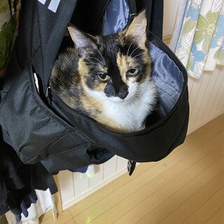 三毛猫 メス 3歳 去勢済み