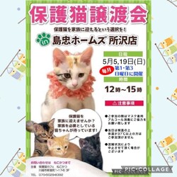 5月5日(日) 島忠ホームズ所沢店譲渡会！