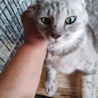 ミナミ　人間大好き猫です