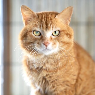 大人なのに超甘えん坊な茶」神奈川県 - 猫の里親募集(487988) 1枚目