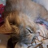 チンチラゴールデン系の長毛10匹授乳中の優しいママ サムネイル7