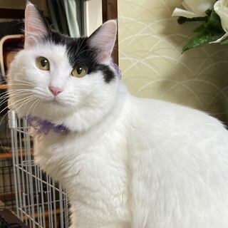 ふわふわ長毛の女の子　チロちゃん