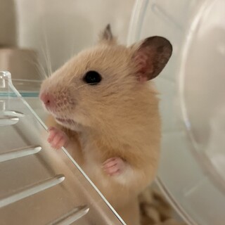 男の子のキンクマ