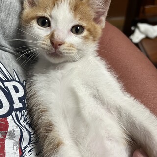 ゴミ箱遺棄ちゃしろ♂こねこ