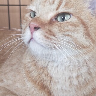 信頼得るとグイグイ来ます♥️茶トラの「ミネオラ」