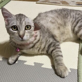 片耳になったけどめっちゃ可愛い♡ミーアちゃん