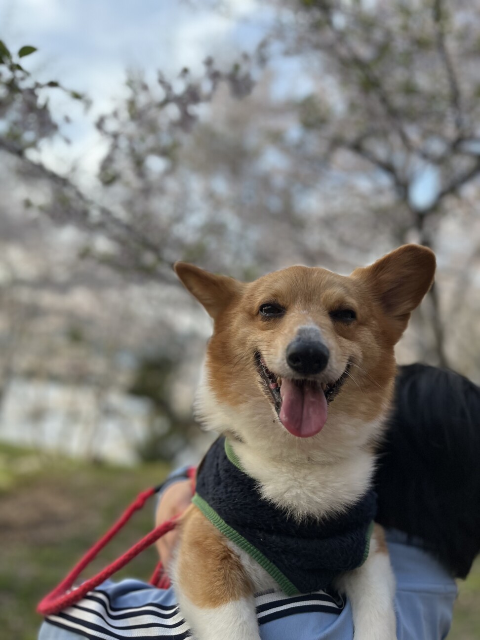 モナカ