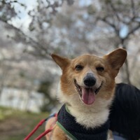 モナカ