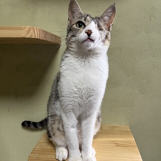 白サバ　男の子　推定８ヶ月